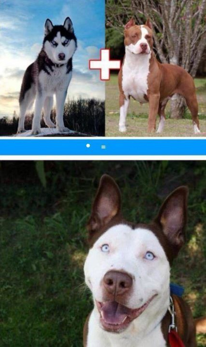 4. Pitbull and a Husky