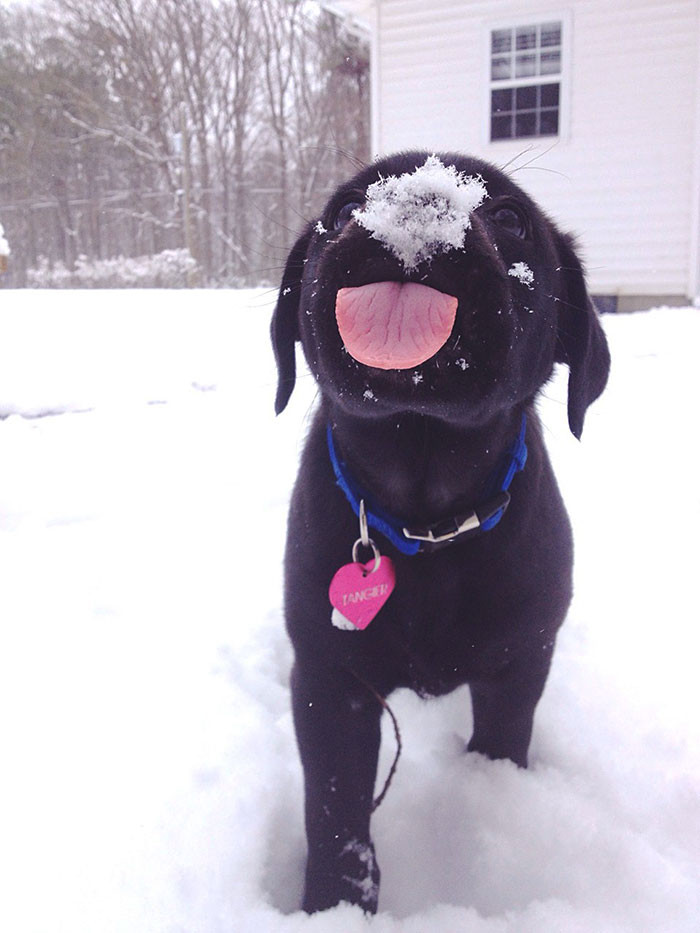 #21 Nothin like the first taste of snow!