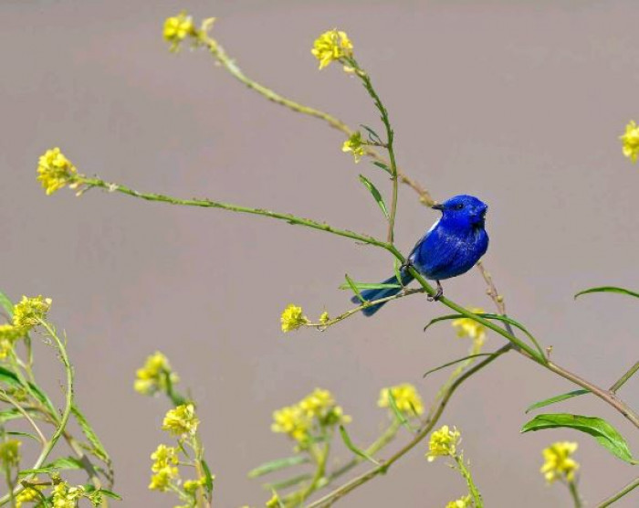 Females will build them amidst a thick, thorny bush. They are the ones who incubate the eggs.