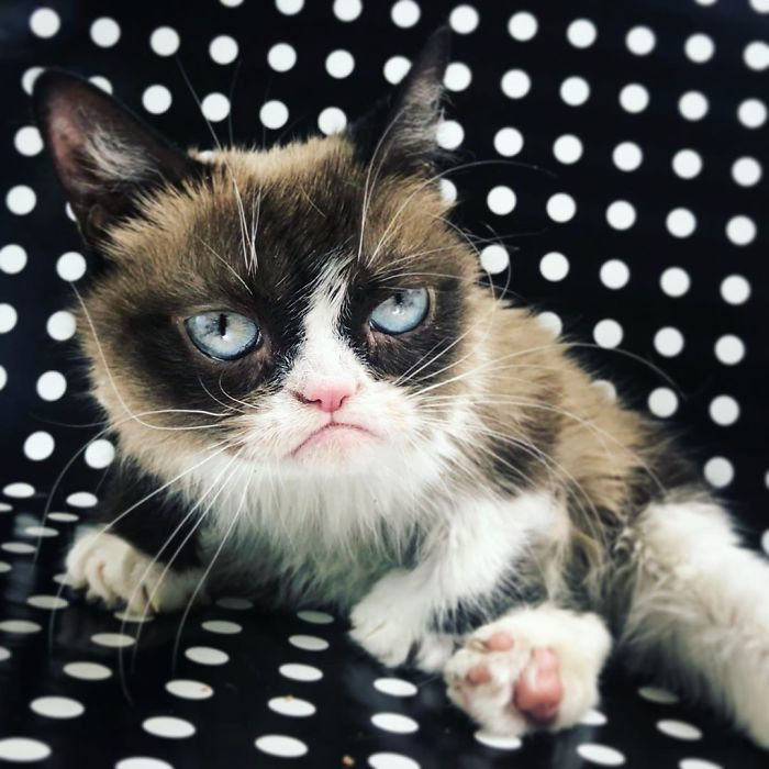 This was the last image ever uploaded of Grumpy Cat