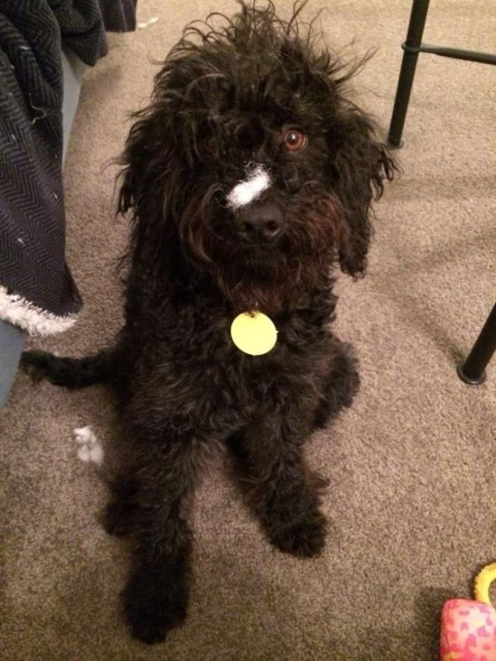 "I don't know what these white things are, but please don't go into the bedroom."