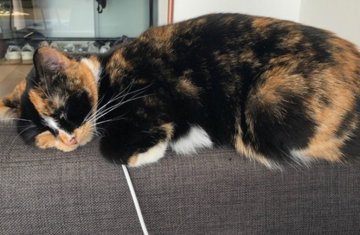 1. "Babka is carefully guarding the laptop charger… by snoozing on it"