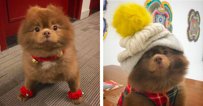 Pomeranian Dog Becomes Internet Celebrity After Being Abandoned By Breeder For Being Too Big To Sell