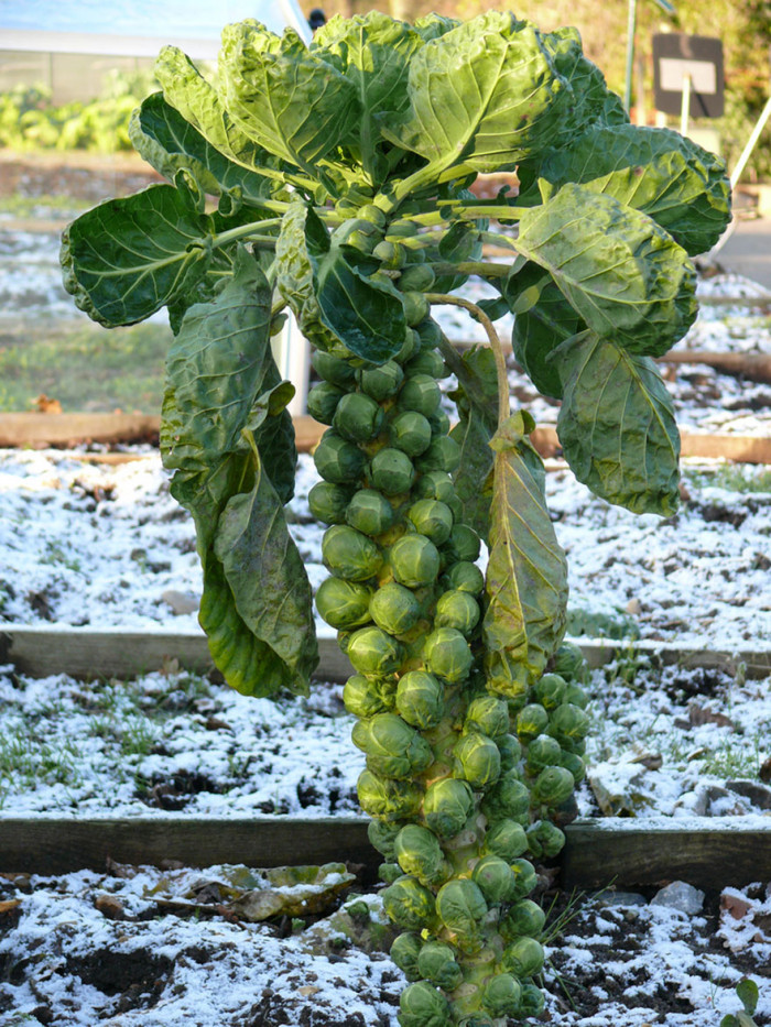 Brussel Sprouts