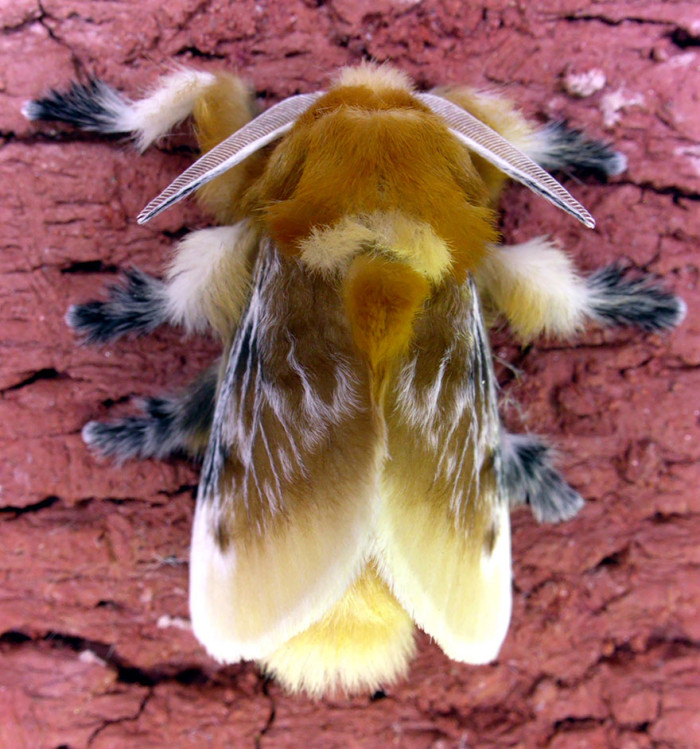 Flannel Moth After