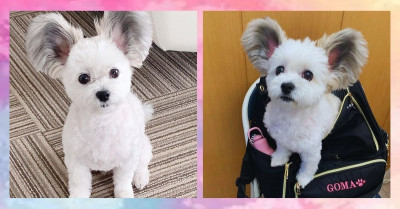 Everyone on the Internet Is Now Obsessed with This Dog That Was Born with 'Mickey Mouse Ears'