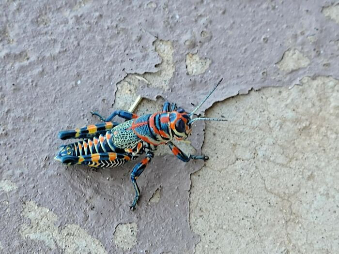 8. This Colorful Grasshopper Takes Us By Surprise 