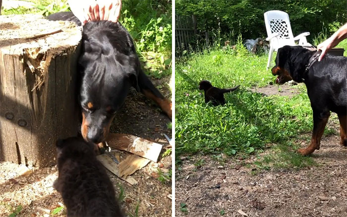 Luna meets her new family member, a Rottweiler named Venza