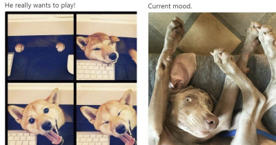 Posts That Perfectly Describe How Dog Owners Feel About Their Fur Babies