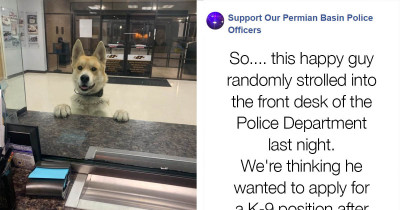 Dog Realized He Was Lost And Turned Himself 'In' To The Police Station