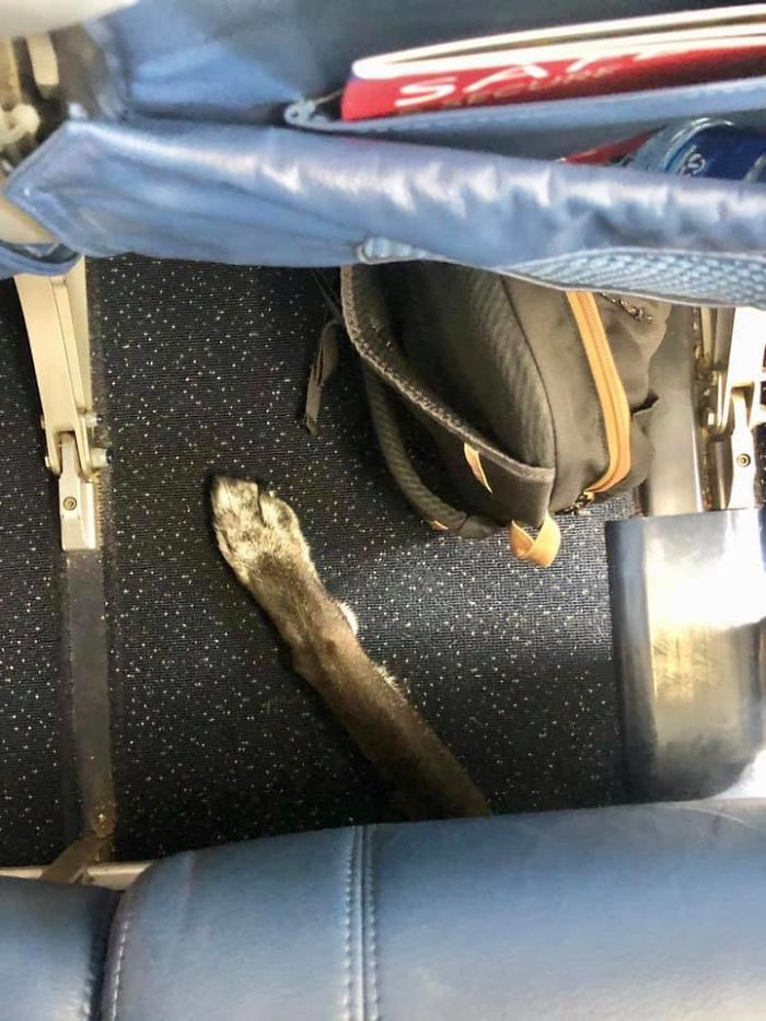 24. "Looked down mid-flight and found that the passenger in the row behind us was not practicing social distancing."
