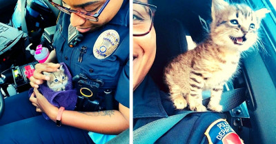 Police Officer Rescues A Kitten, And Now It Is Her Faithful Sidekick