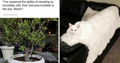 18 Photos Of Cats Who Accidentally Camouflaged Themselves