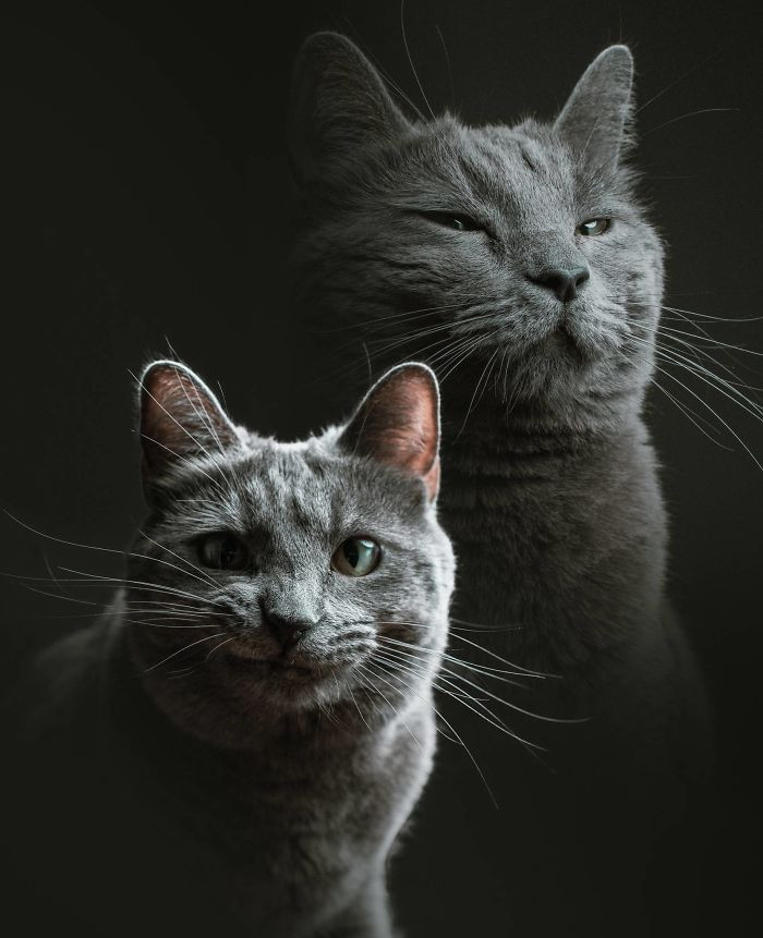 Professional photographer holding camera, capturing a relaxed cat portrait session indoors