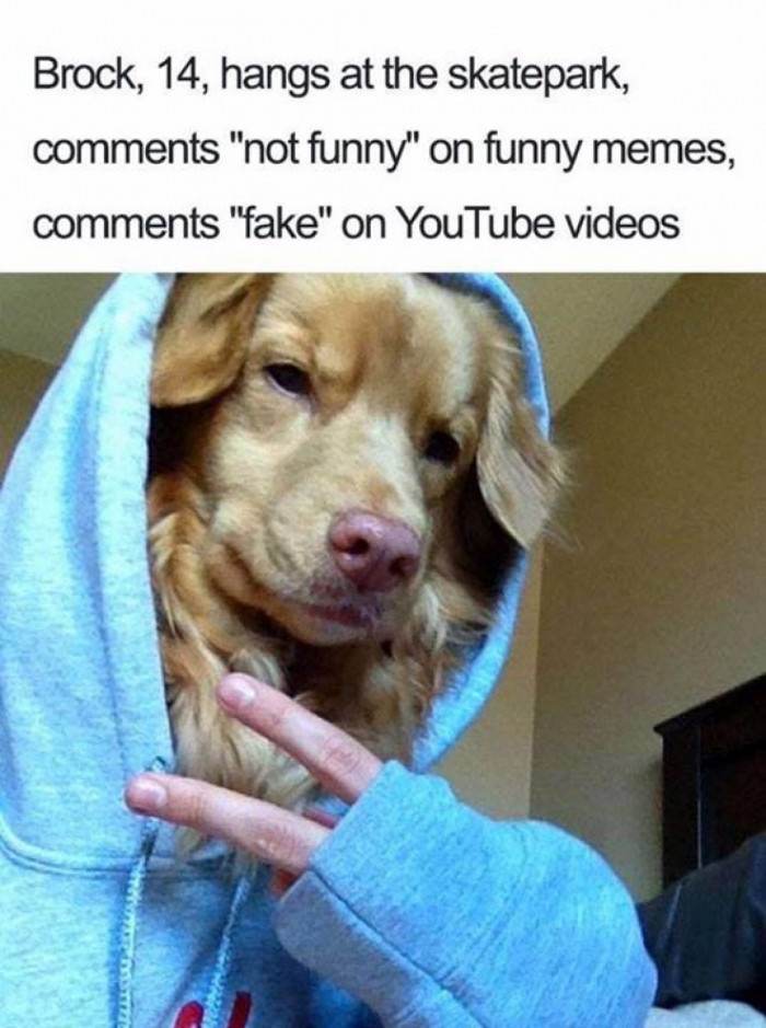 Cheerful dog with vibrant look, personality traits linked to Debbie, Sharon, or Barbara