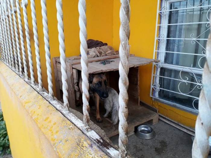Small white dog and German shepherd settle together in shared space, smiling.