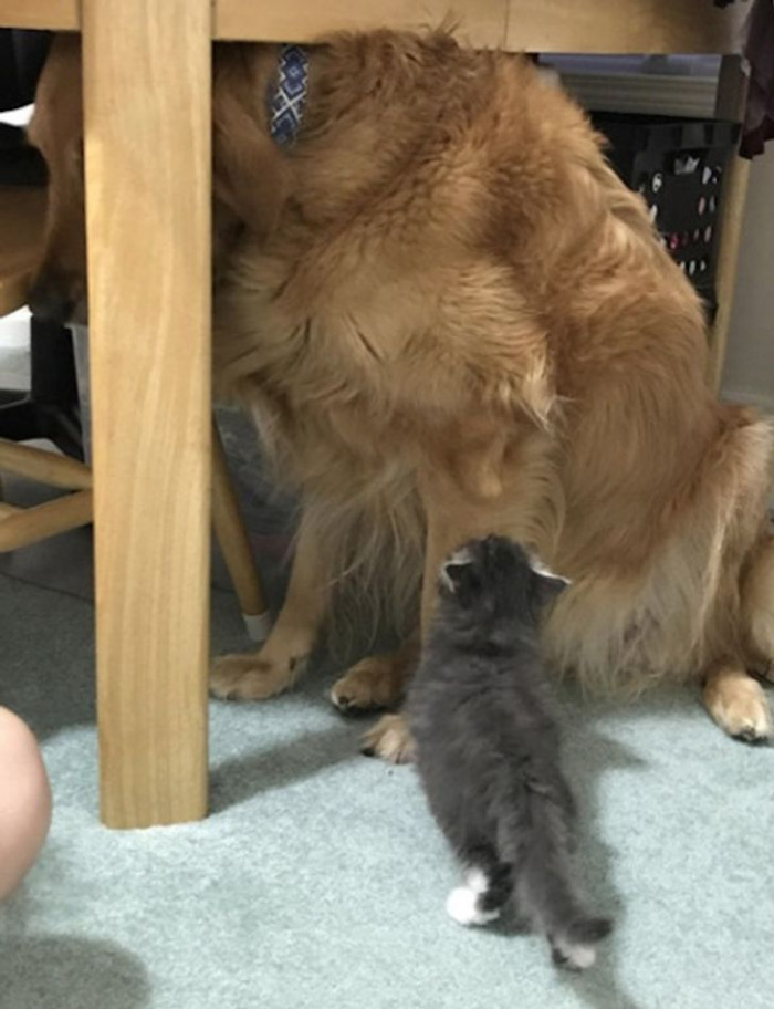 11. This big old dog is scared of this tiny kitty.