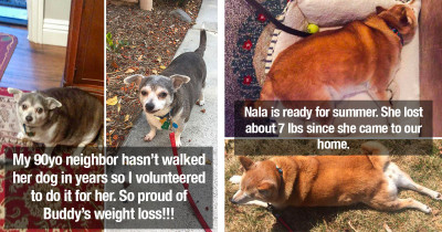 Adorable Dogs' Weight Loss Journeys Show Just How Far They've Come In Life