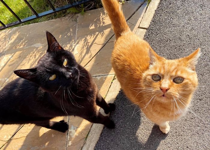"Saw This Beautiful Duo On My Walk This Morning. They Both Came Running Over For Scritches"