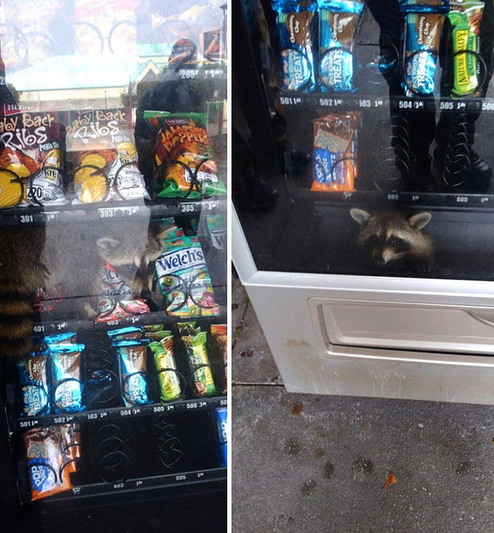 9. Trying to steal food from a vending machine, but ended up like this.