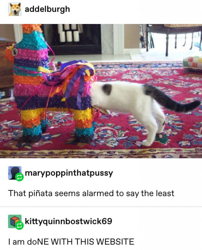 Cat posing playfully with humorous caption, setting an emotional mood