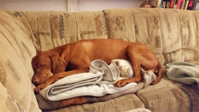 12. "My dog is not allowed on the couch, but he's allowed to sleep on this blanket. Smartass!"