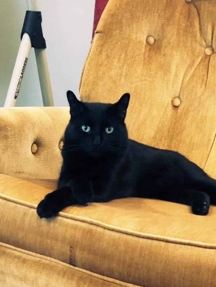 "I thought Bagheera had the greenest eyes!"