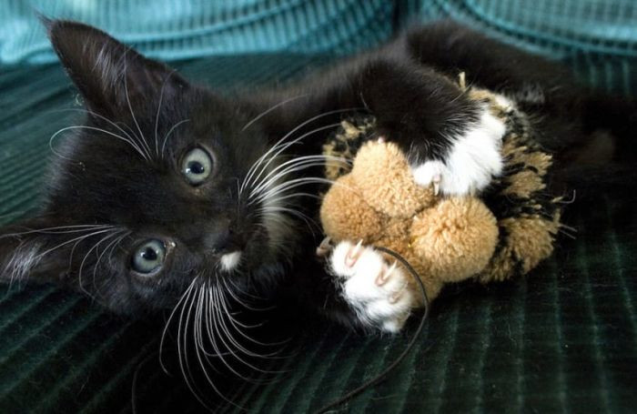 12. “The toys I played with yesterday must be replaced with brand new, different toys today.” – WallyPlumstead