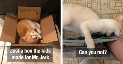 Naughty Cats Are Loved Dearly By Their Humans Regardless