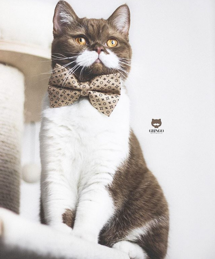 Gringo the moustache cat looking toward camera, soft lighting highlights whisker stripes