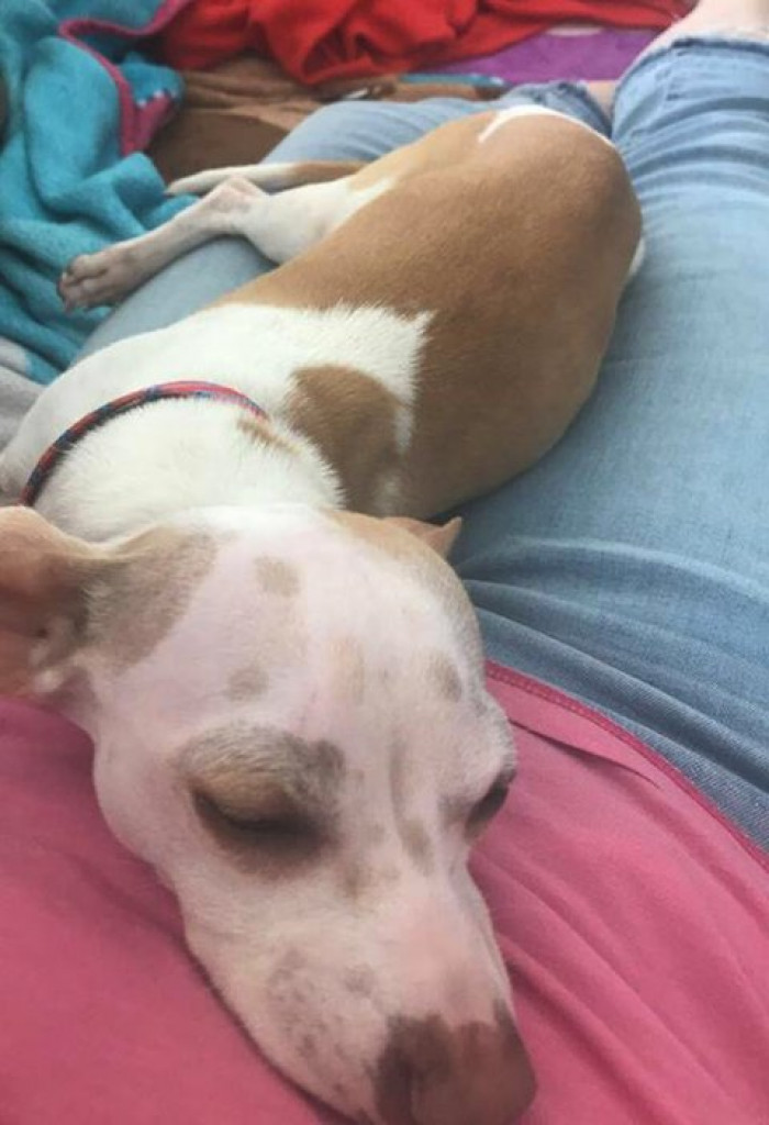 Things got better for the dog, and for Ron too!