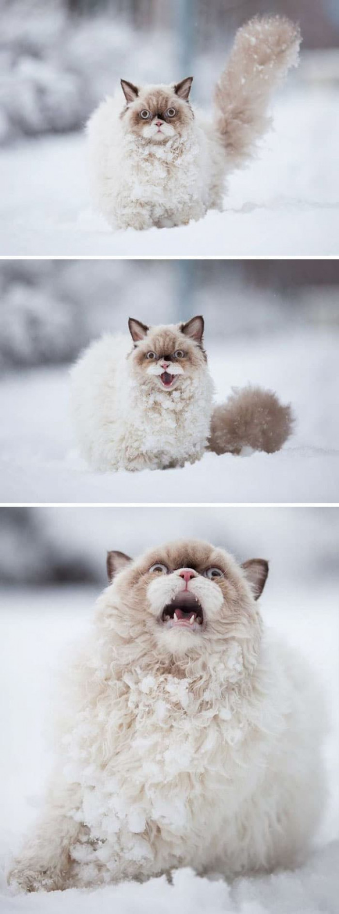 27. "Kitty in the snow, snow, snow; kitty goes no, no, NO!"
