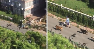 Video Of A Woman Leading A Parade Of Cats, Dogs, And Birds Looks Like It Came Directly From Some Disney Movie