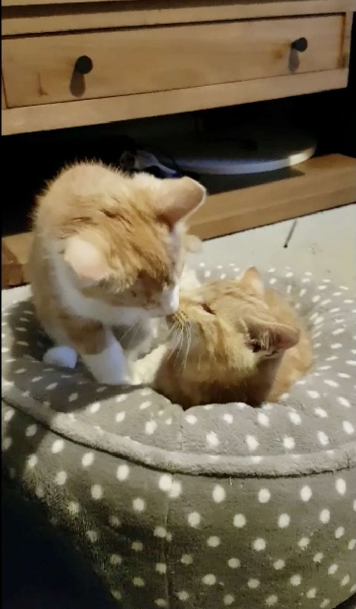 No one can tell at first sight that these kittens are blind.