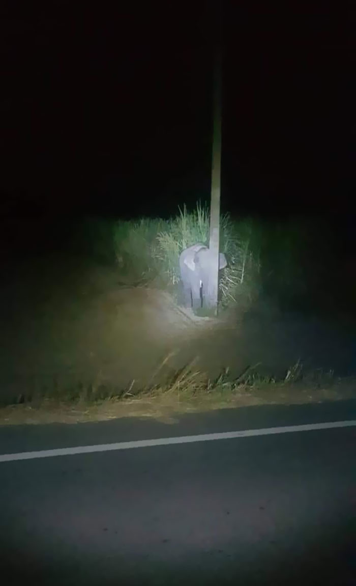 This baby elephant tried to hide behind a slim pole after local farmers caught it munching on sugarcane