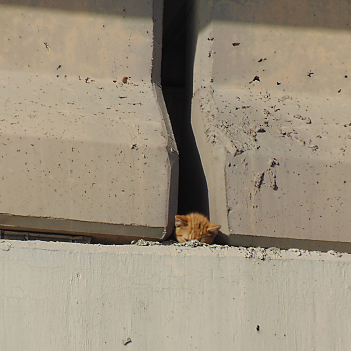 No one can tell how she got 30 feet above the ground on a highway support beam in southwest Houston