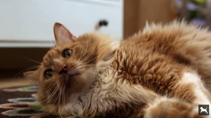 1. Sweet lil' Pudding Pie saved his owner while she was having a seizure.