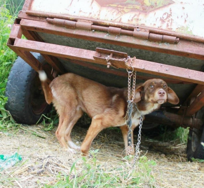 Without food and water for ten days, the dog was extremely underweight and could barely stand