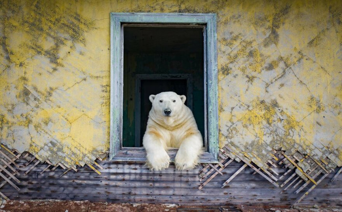 Dmitry Kokh took some pretty amazing and mesmerizing photos of polar bears hanging around an abandoned weather station.