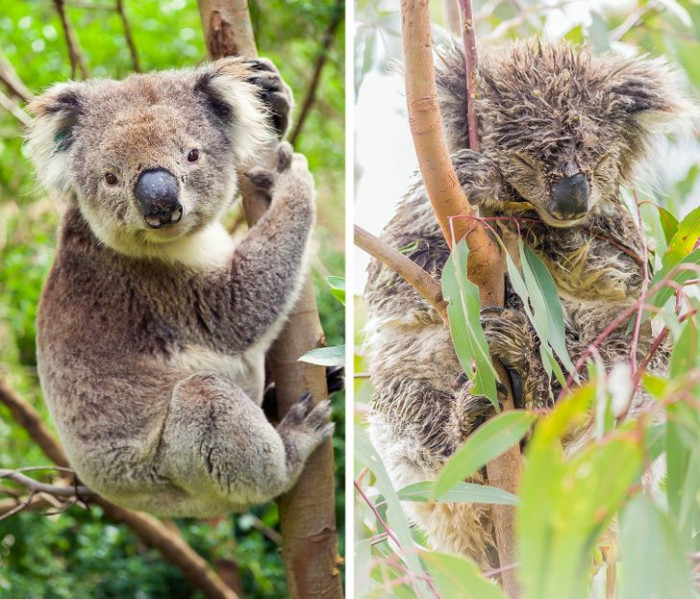 4. This koala has seen better days