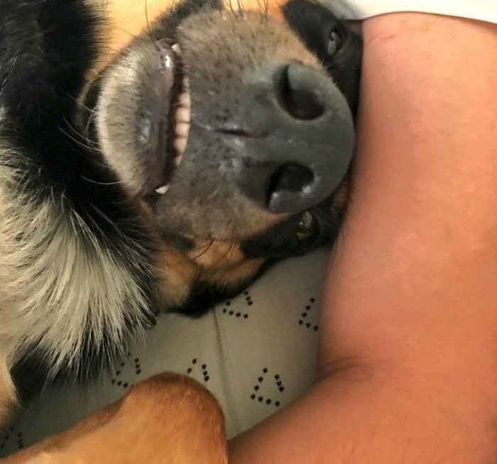 Dog lying on a couch, looking unwell as owner prepares to leave