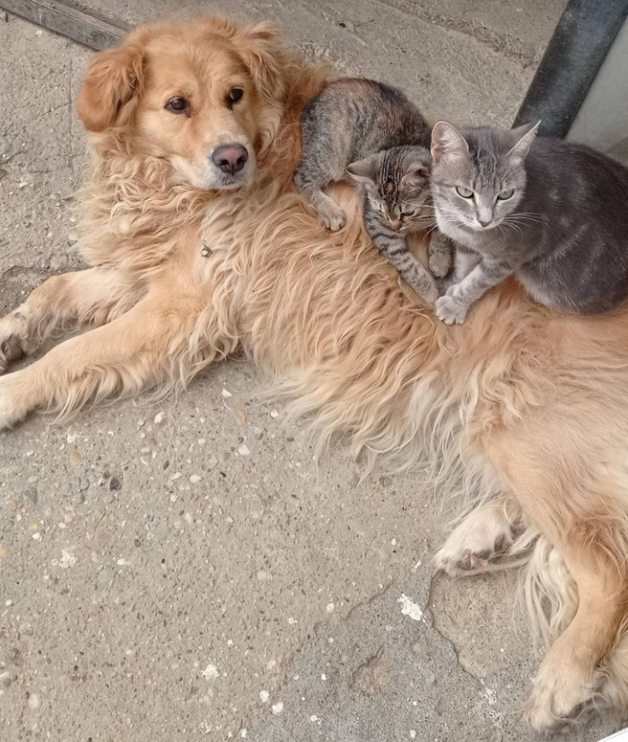 19. These kitties get enough warmth from their dog best friend.