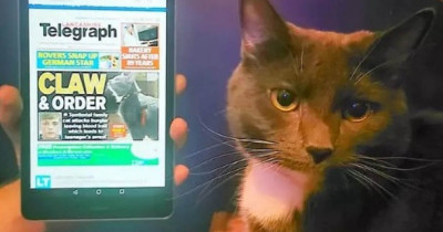 Burglar Caught Red-Faced After Homeowner's Cat Claws His Cheek