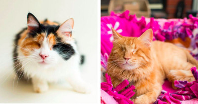 Photographer Captures Blind Cats' Unique Beauty in an Effort to Help Them Find Homes