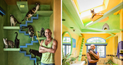 California Man Turns His Home Into Cat Paradise For His 22 Rescue Cats And A Very Good Cause