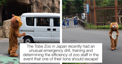 This Japanese Zoo Did A "Lion Escape" Drill And The Internet Is Roaring With Laughter