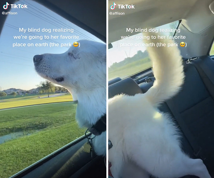 One day while Allison was taking Kida to her favourite playground, she decided to record Kida enjoying herself on her way to the park and added a song along with Kida’s cute video. 