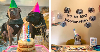 Puppies and Dogs Celebrate Their Birthdays in Style