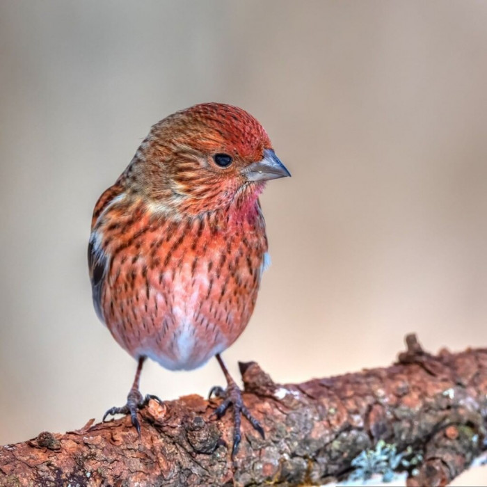 Also like many finches, this bird is found in many places such as Bhutan, China, India, Laos, Myanmarm Nepal, Pakistan, Thailand and Vietnam.