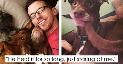 Dog Has An Existential Life Crisis After Finally Catching His Tail